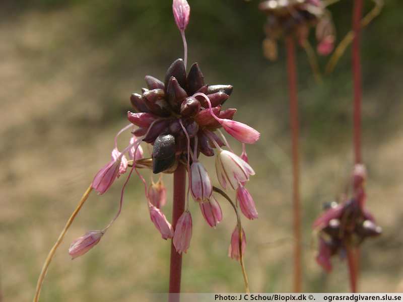Backlök (Allium oleraceum). Blomställning med groddknoppar (förväxlingsart).